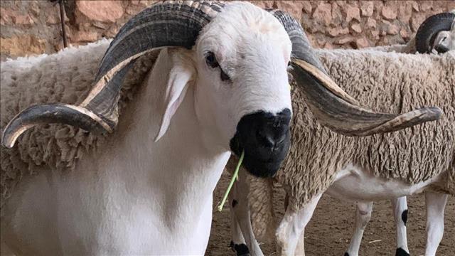 مع قرب عيد الأضحى.. تحذير من 'اللحوم الخضراء' في المغرب' 