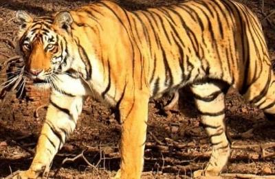  Another Tigress Captured In Dudhwa Reserve 