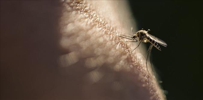 Viruses Can Change Your Scent To Make You More Attractive To Mosquitoes, New Research In Mice Finds