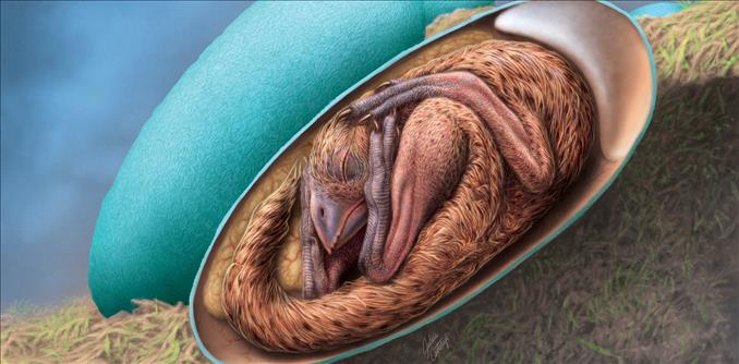 Dinosaur Embryo Discovery: Rare Fossil Suggests Dinosaurs Had Similar Pre-Hatching Posture To Modern Birds