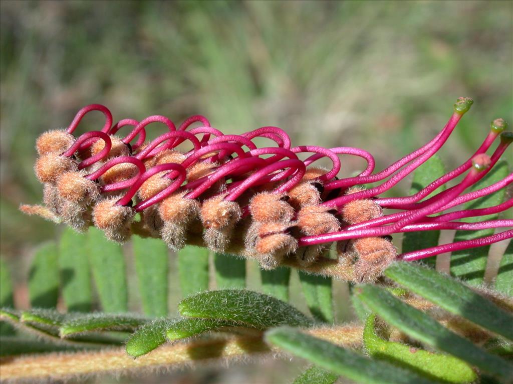 The 50 Beautiful Australian Plants At Greatest Risk Of Extinction — And How To Save Them