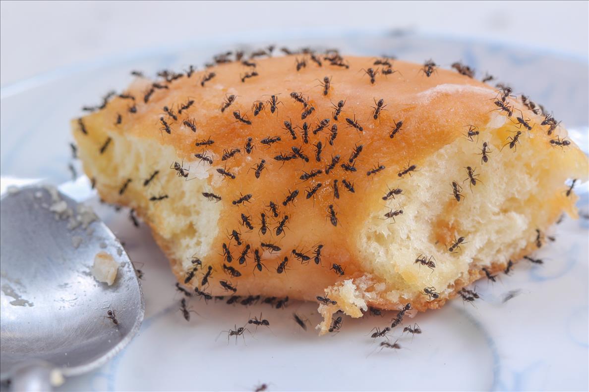 Why Tiny Ants Have Invaded Your House, And What To Do About It