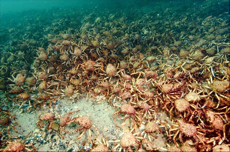 Thousands Of Giant Crabs Amass Off Australia's Coast. Scientists Need Your Help To Understand The Phenomenon