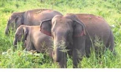  TN Farmer Killed By Wild Elephant In Erode 