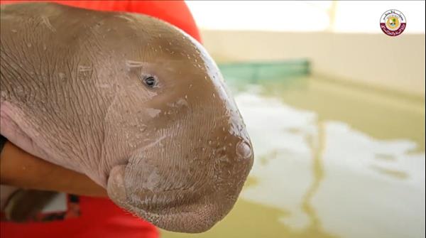 'Ocean': Ministry Names Rescued Dugong In Qatar