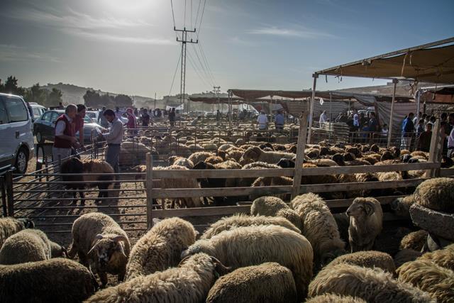 More Than 85,000 Sacrificial Animals Slaughtered At GAM-Approved Sites — Official More Than 85,000 Sacrificial Animals Slaughtered At GAM-Approved Sites — Official