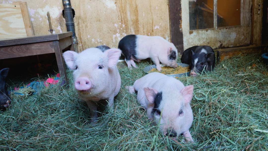 New TV Series Exposes The Myth Of Teacup Pigs