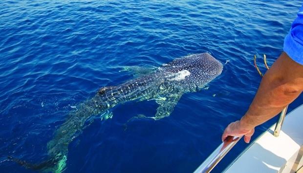 Discover Qatar Extends 'Whale Sharks Of Qatar' Daily Explorer Tour