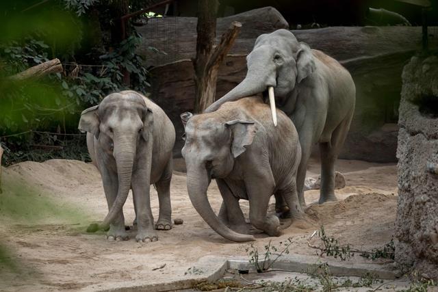 Deadly Elephant Virus Stalks Zurich Zoo