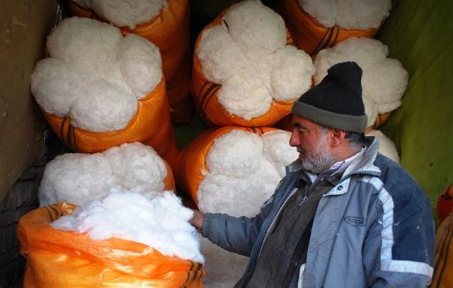 Cotton Cultivation Jumps 10Pc In Balkh, Price Doubles