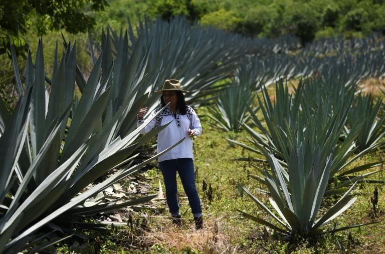 Craft distillers fear mezcal will become victim of own success