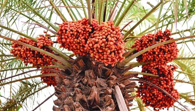 Innovation Pushes Demand For Dates