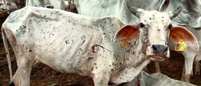  Centre Assures All Possible Help To Control Lumpy Skin Disease In Rajasthan 