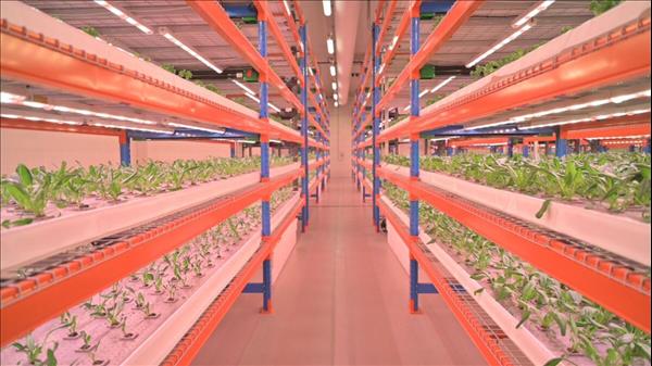 Dubai: Veggies And Fruits From World's Largest Vertical Farm Will Soon Be Available In Stores