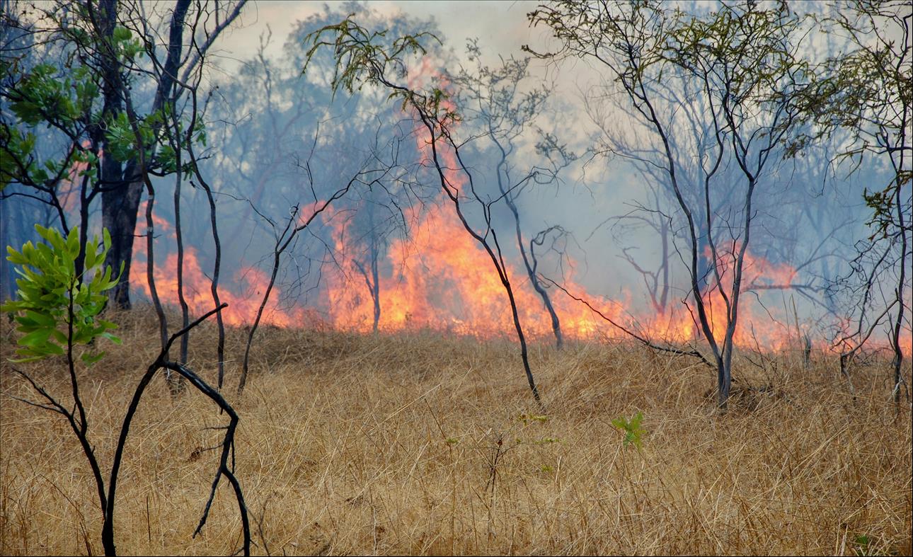 'Unacceptable Costs': Savanna Burning Under Australia's Carbon Credit Scheme Is Harming Human Health