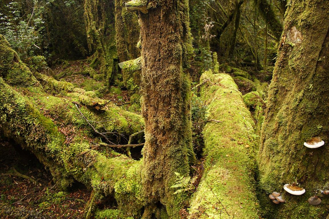 Southern Conifers: Meet This Vast Group Of Ancient Trees With Mysteries Still Unsolved