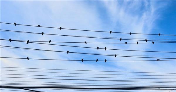 شركة كهرباء إربد تبدأ تنفيذ مشروع عزل شبكة الجهد المتوسط لحماية طيور مهاجرة