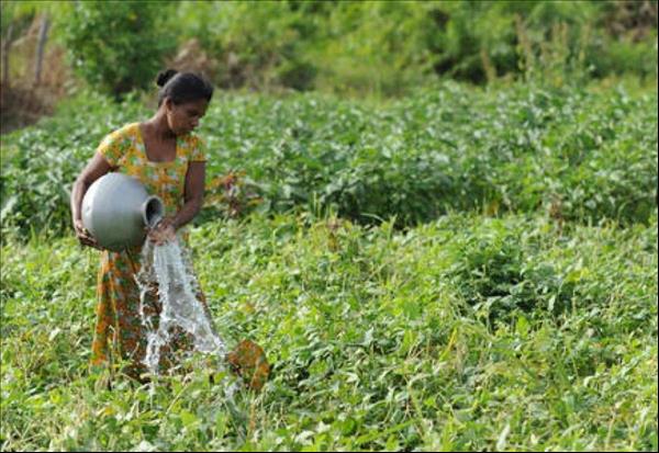 Organic Farming Angle To Sri Lanka's Torments