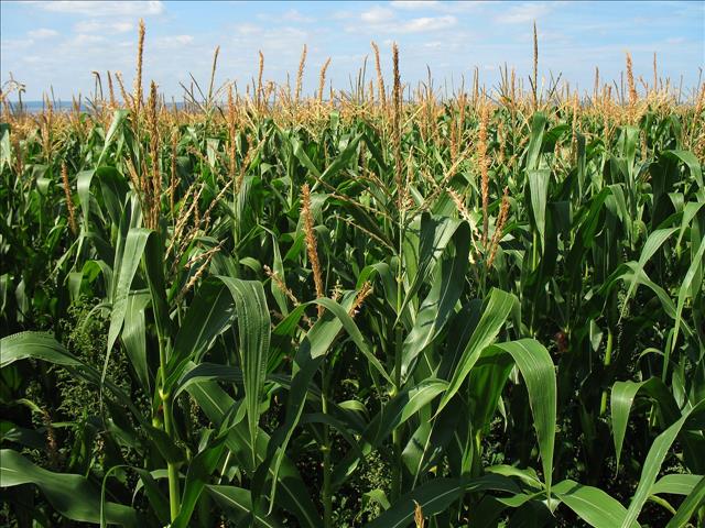 Turner's Take: Crop Ratings Lower Than Expected