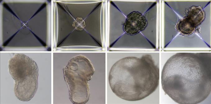First Synthetic Embryos: The Scientific Breakthrough Raises Serious Ethical Questions