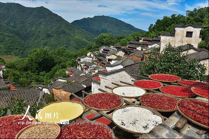 بدء موسم تجفيف المحاصيل الزراعية في قرية 'هوانغ لينغ' الصينية' 