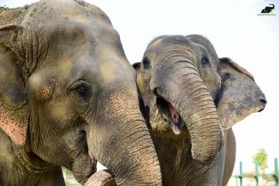  TN Forest Deptt Take Steps To Mitigate Elephant Intrusion In Coimbatore's Residential Areas 