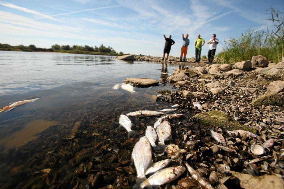 Mass Fish Die-Off In German-Polish River Blamed On Unknown Toxic Substance