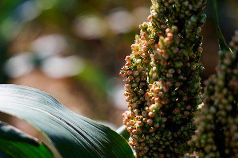 French Sorghum Farmer Defies Drought With Sustainable Crop