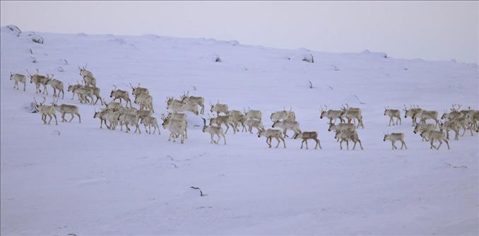 What The Declining Caribou Populations — And Total Hunting Ban — Mean For Inuit Communities In Labrador