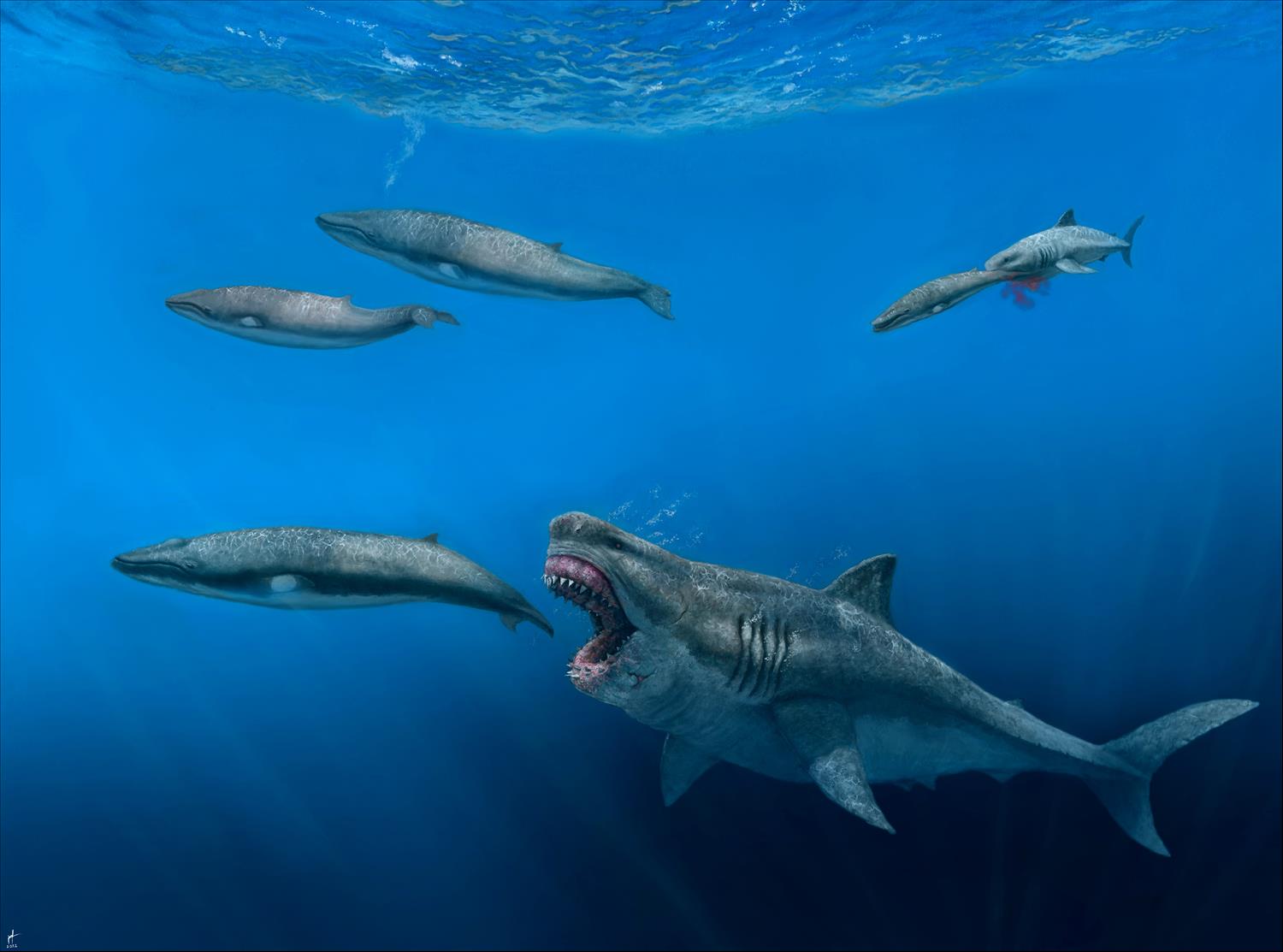 Ancient Megalodon Super-Predators Could Swallow A Great White Shark Whole, New Model Reveals