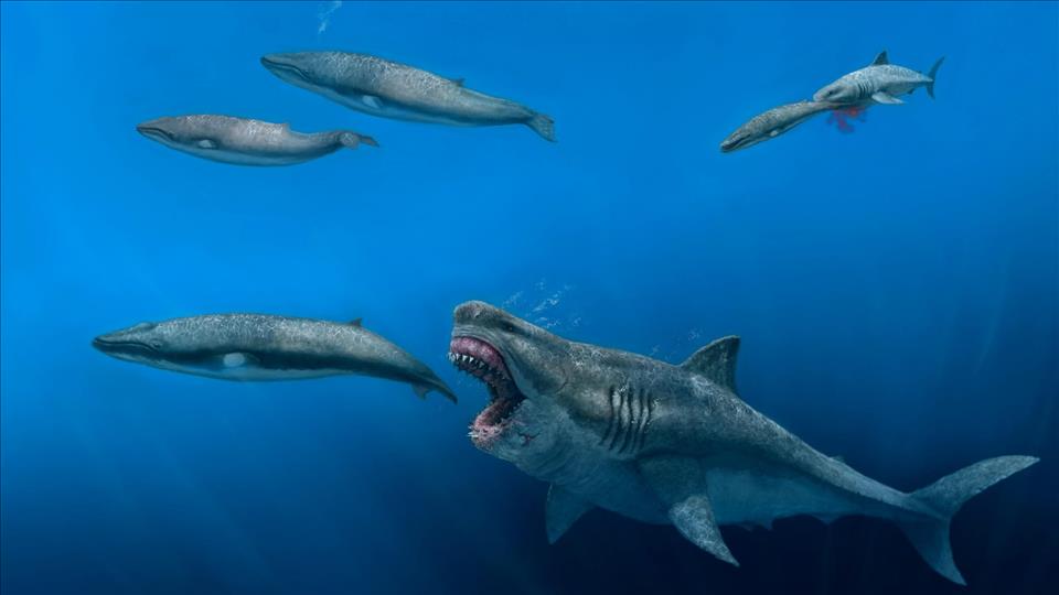 Giant Megalodon Shark Could Eat Prey The Size Of Killer Whales