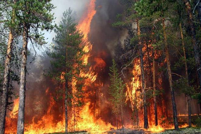 Forest Fires In E Algeria Kill 26