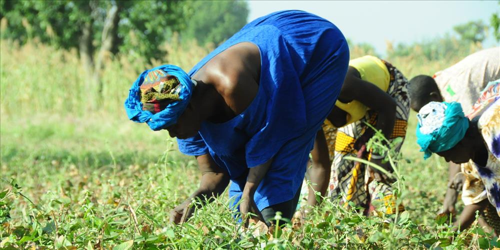 Climate Change Is Affecting Agrarian Migrant Livelihoods In Ghana. This Is How