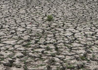 Drought Looms Over Paddy-Growing UP, Bihar, Bengal   Drought Looms Over Paddy-Growing UP, Bihar, Bengal