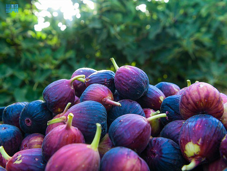عام / منطقة تبوك أيقونة الزراعة بالمملكة بإنتاج يتجاوز 150 طناً من فاكهة التين سنويًا