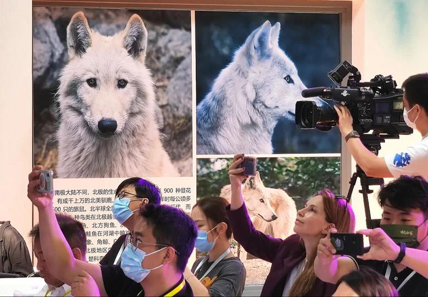 الصين تستنسخ أول 'ذئب قطبي' في العالم لحمايته من الانقراض' 