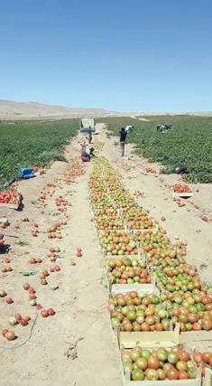 Tomato Farmers Say They Suffer Losses Due To Low Demand, Operational Costs
