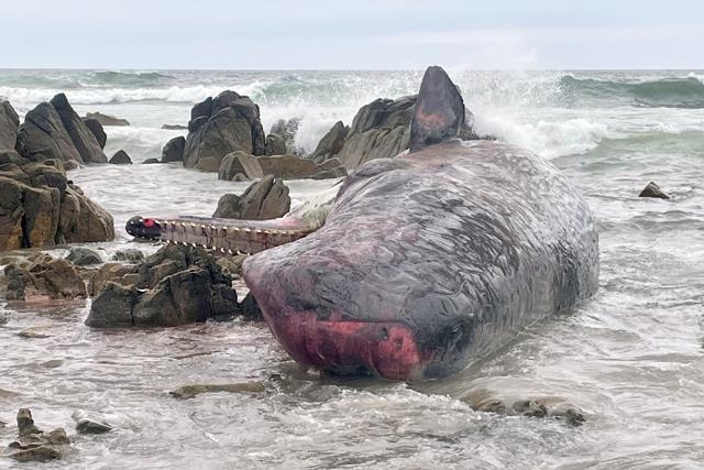 Whale Strandings: Some Notable Events