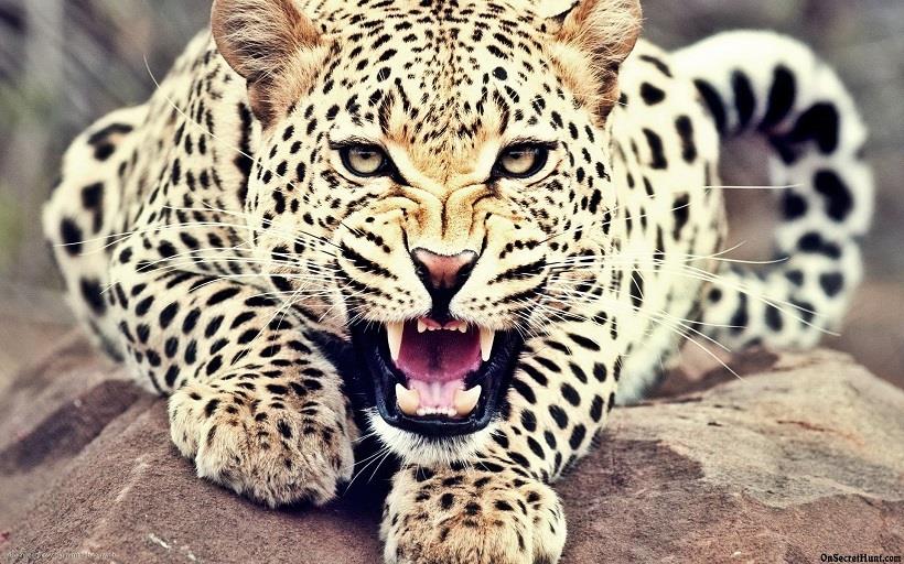Leopard Mauls Another Minor To Death In Uri