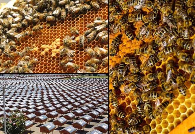 Focus More On Small Entrepreneurs To Enhance Beekeeping Industry: ISARC