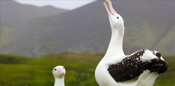 Why Wandering Albatrosses Get Divorced  New Research