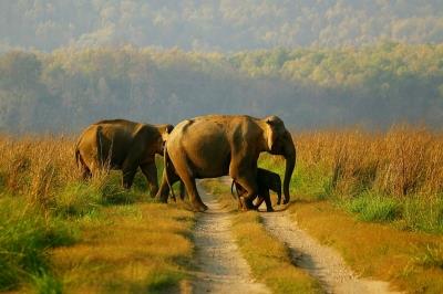  Human Price Of Shrinking Forests: Odisha Tops Casualties Inflicted By Elephants 