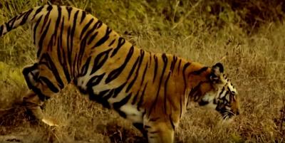  Rising Tiger Numbers A Threat To Humans Around Bihar's Valmiki Reserve 