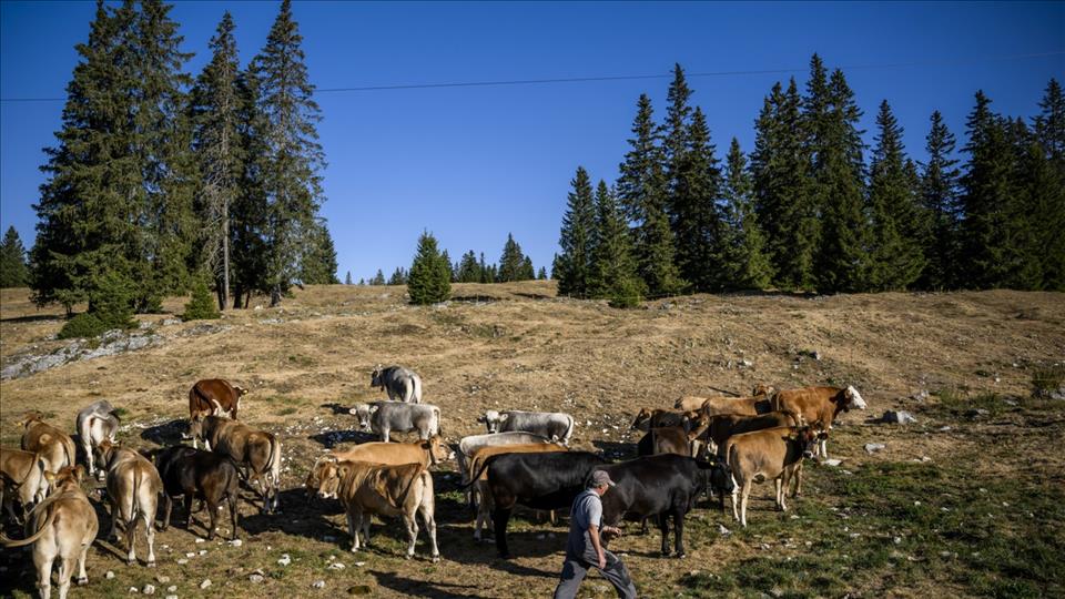 رغم نجاح واضح في صناديق الاقتراع، لا تزال الزراعة السويسرية تحت الضغط