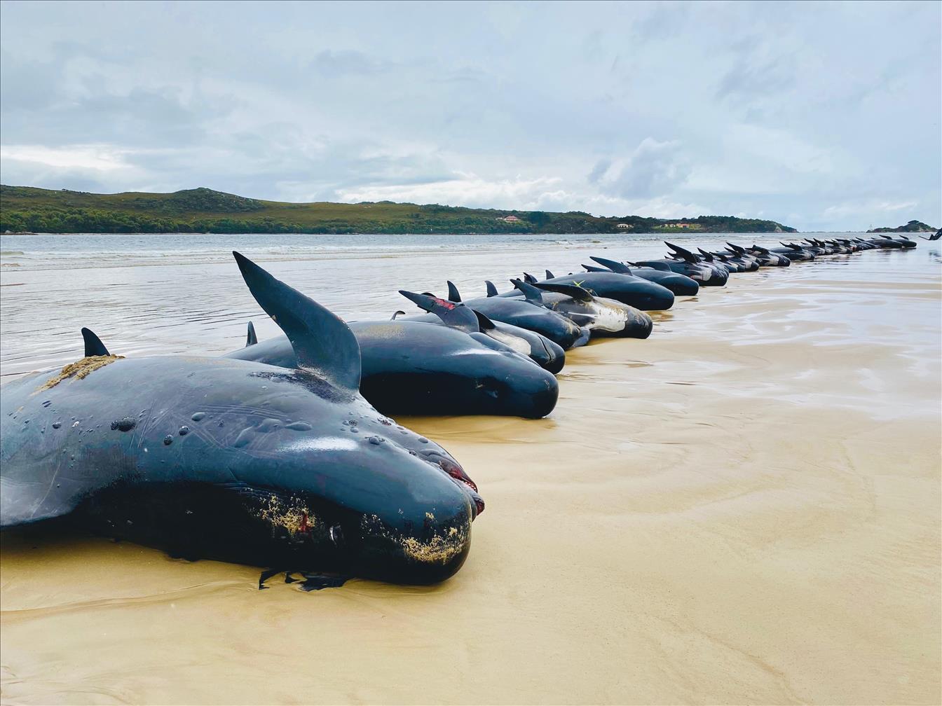 About 200 Dead Whales Have Been Towed Out To Sea Off Tasmania  And What Happens Next Is A True Marvel Of Nature