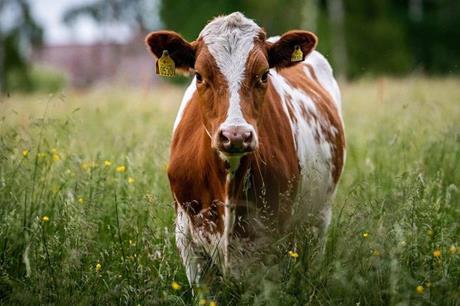 زراعة المفرق: تحصين الأبقار ضد مرض الحمى القلاعية