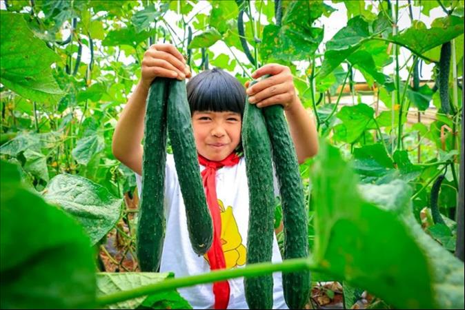 تلاميذ مدرسة ابتدائية في الصين.. يأكلون مما يُنتجون ويبيعون الفائض في السوق' 