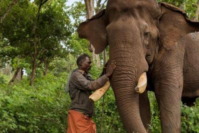  TN's Pride Kumki Elephant Kaleem To Retire After 30 Years Of Service 