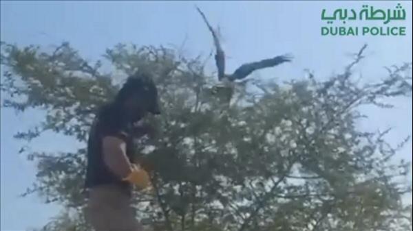 Watch: Dubai Police Officer Rescues Falcon Stuck In Tree In Viral Video