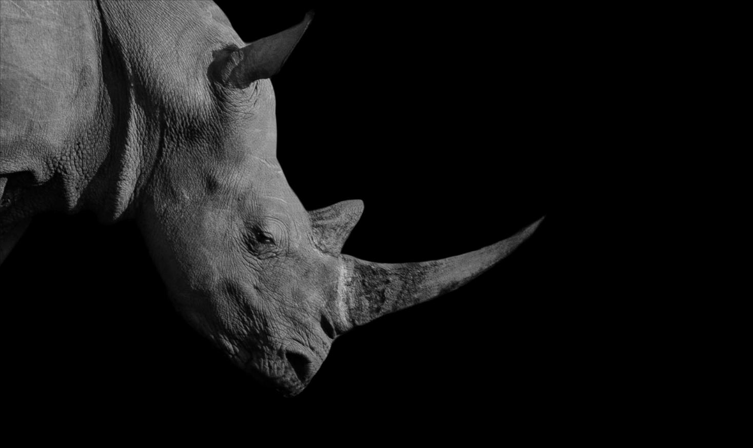 Rhino Horn Consumers Reveal Why A Legal Trade Alone Won't Save Rhinos